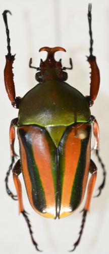 Réf. 269 714 : Eudicella sp.